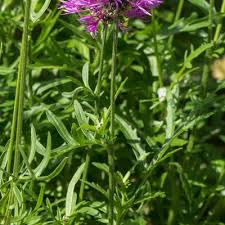 Attēlu rezultāti vaicājumam “Centaurea scabiosa”