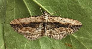 Attēlu rezultāti vaicājumam “Horisme vitalbata”