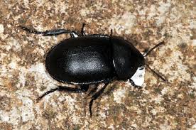 Attēlu rezultāti vaicājumam “Xylita laevigata”