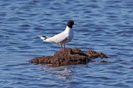 Attēlu rezultāti vaicājumam “Larus minutus adult”