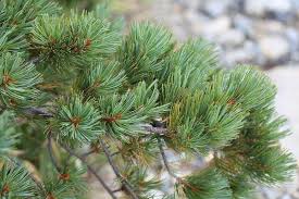 Attēlu rezultāti vaicājumam “Pinus pumila male flower”