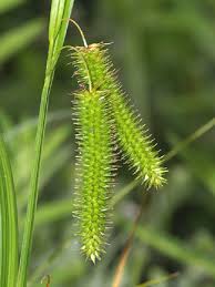 Attēlu rezultāti vaicājumam “Carex pseudocyperus female flower”