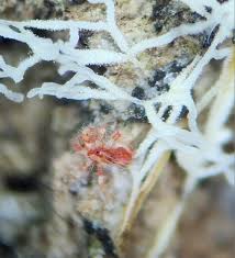 Attēlu rezultāti vaicājumam “Arcyria globosa spores”