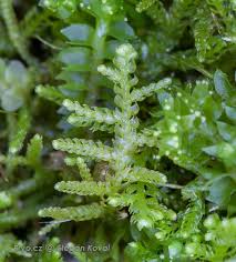 Attēlu rezultāti vaicājumam “Lepidozia reptans”