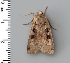 Attēlu rezultāti vaicājumam “Xestia triangulum”