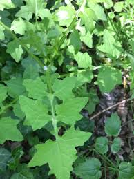 Attēlu rezultāti vaicājumam “Mycelis muralis leaf”