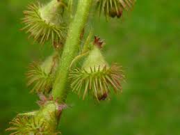 Attēlu rezultāti vaicājumam “Agrimonia eupatoria fruit”