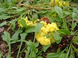 Attēlu rezultāti vaicājumam “Physaraceae”