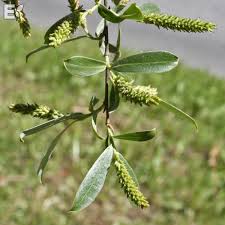 Attēlu rezultāti vaicājumam “Salix alba var. sericea”