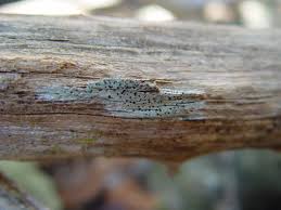 Attēlu rezultāti vaicājumam “Badhamia capsulifera var. arborea spores”