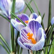 Attēlu rezultāti vaicājumam “Crocus vernus subsp. vernus”