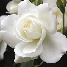 「アイスバーグ」の画像検索結果