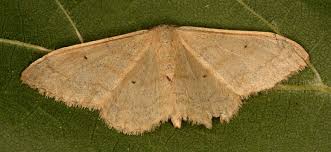 Attēlu rezultāti vaicājumam “Idaea straminata”