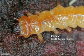 Attēlu rezultāti vaicājumam “Cucujus cinnaberinus larva”