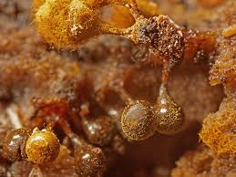 Attēlu rezultāti vaicājumam “Trichia decipiens”