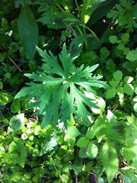 Attēlu rezultāti vaicājumam “Ranunculus acris leaf”