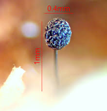 Attēlu rezultāti vaicājumam “Lamproderma gulielmae”
