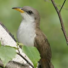 Image result for Coccyzus americanus