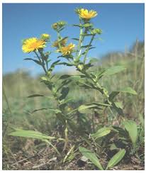 Attēlu rezultāti vaicājumam “Inula britannica”