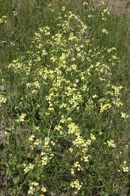 Attēlu rezultāti vaicājumam “Raphanus raphanistrum”