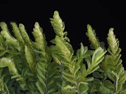 Attēlu rezultāti vaicājumam “Plagiochila porelloides sporophyte”