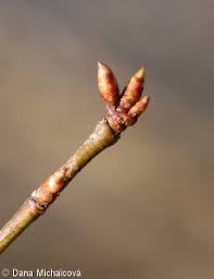Attēlu rezultāti vaicājumam “Prunus cerasifera var. divaricata bud”