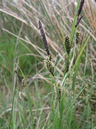 Attēlu rezultāti vaicājumam “Carex nigra”