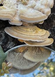 Attēlu rezultāti vaicājumam “Polypores”