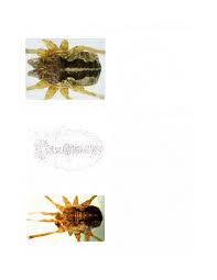 Attēlu rezultāti vaicājumam “Lophopilio palpinalis”