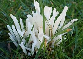 Attēlu rezultāti vaicājumam “Clavaria sphagnicola”