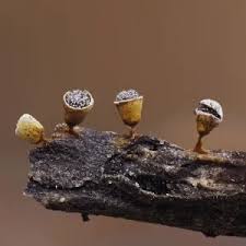 Attēlu rezultāti vaicājumam “Craterium sp.”