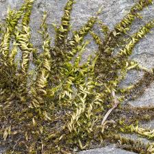 Attēlu rezultāti vaicājumam “Homalothecium sericeum”