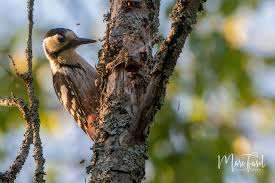 Attēlu rezultāti vaicājumam “Dendrocopos leucotos female”