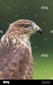 Attēlu rezultāti vaicājumam “Buteo buteo adult”