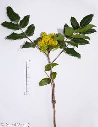 Attēlu rezultāti vaicājumam “Mahonia aquifolium”