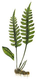 Attēlu rezultāti vaicājumam “Polypodium vulgare”