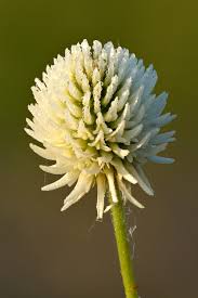 Attēlu rezultāti vaicājumam “Trifolium montanum fruit”