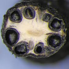 Attēlu rezultāti vaicājumam “Xylaria”