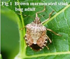 Attēlu rezultāti vaicājumam “Badhamia versicolor sessile”