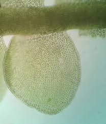 Attēlu rezultāti vaicājumam “Odontoschisma sphagni”