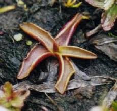 Attēlu rezultāti vaicājumam “Pinguicula alpina”