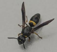 Attēlu rezultāti vaicājumam “Ancistrocerus sp.”