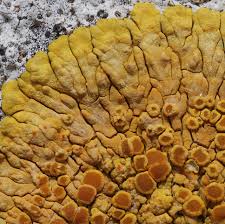 Attēlu rezultāti vaicājumam “Caloplaca scopularis”