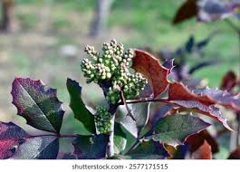 Attēlu rezultāti vaicājumam “Mahonia aquifolium bud”