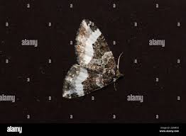 Attēlu rezultāti vaicājumam “Euphyia unangulata”