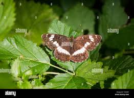 Attēlu rezultāti vaicājumam “Limenitis camilla”