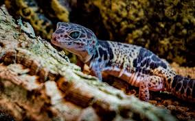 Image result for gravidity leopard gecko