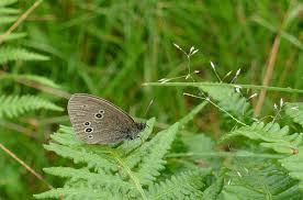 Attēlu rezultāti vaicājumam “Aphantopus hyperantus upperside”