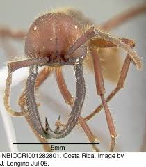 Attēlu rezultāti vaicājumam “Enteridium corticatum”