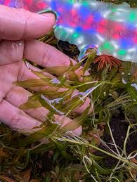 Attēlu rezultāti vaicājumam “Potamogeton perfoliatus fruit”